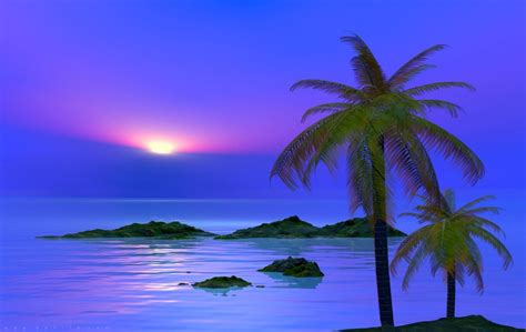 Serenity Palm Tree Images Palm Trees Wallpaper Palm Tree Pictures