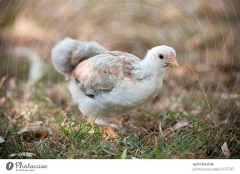 Juvenile Hens Iii Chicken A Royalty Free Stock Photo From Photocase