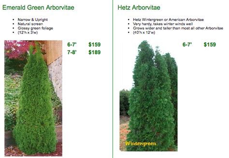 Arborvitae Trees Facts And Care Arbor Hills Tree Farm Nursery