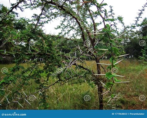 Young Thorn Tree With Long Thorns Stock Image Image Of Growing