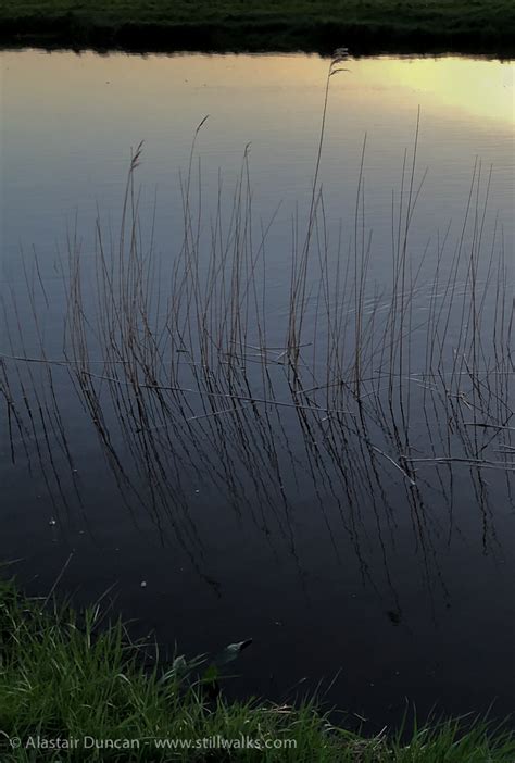 An Evening With Marsh Grass Stillwalks