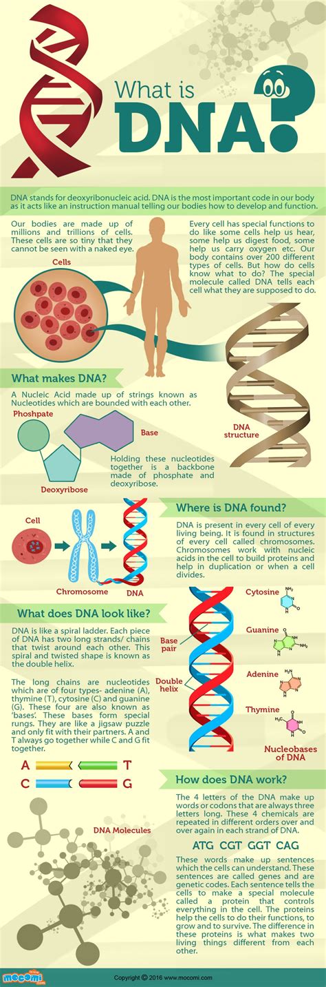 What Is Dna Infographic Biology For Kids Molecular Biology Science