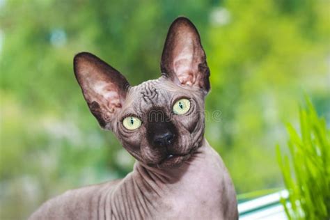 Portrait Of A Canadian Sphinx With Green Eyes Hairless Hypoallergenic