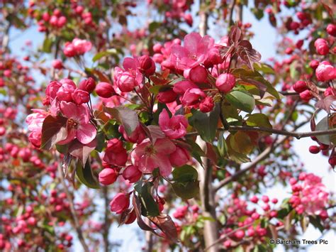 Redbuds, flowering pear trees, deciduous magnolias, dogwood trees and ornamental cherry trees are the earliest spring bloomers. 3 x Great Small Trees for Urban Spaces - The Tree Clinic ...