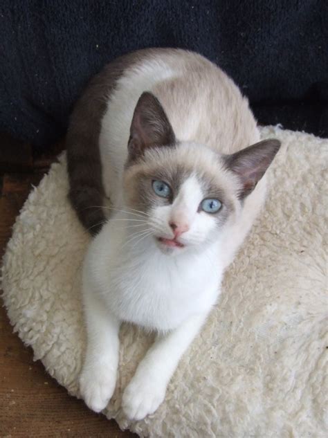 36 Best Snowshoe Cat Images On Pinterest Snowshoe Cat