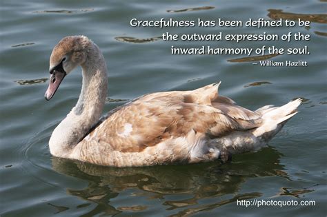 Quotes With Pictures Of Swans In It Quotesgram