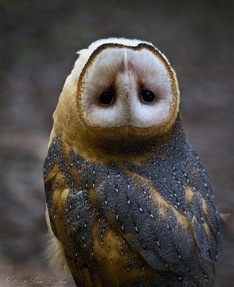 Hoot Scute Owls Are Cute Raww