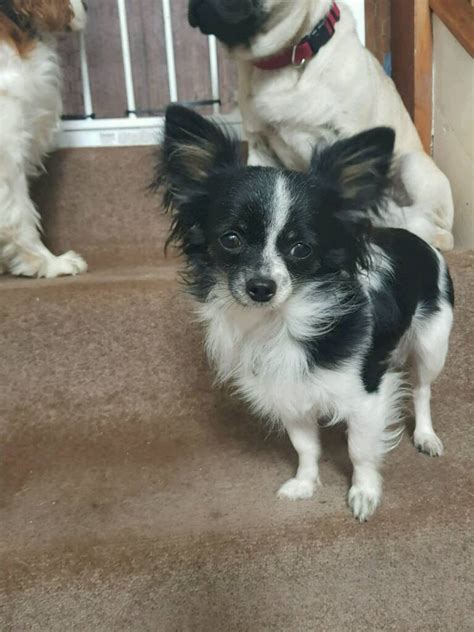 Black And White Long Haired Teacup Male Chihuahua In Donaghadee County
