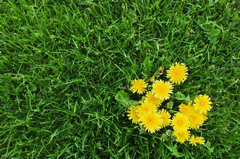 Combatting common weeds in Florida | Frank's Lawn & Tree Service