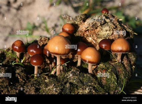 Coprophilous Or Dung Loving Fungi Stock Photo Alamy