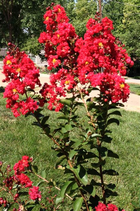 Fedex direct to your home · healthy, mature plants Ruby Red Crepe Myrtle | Redbud tree, Eastern redbud tree ...