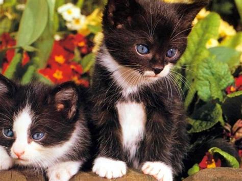 2 Cute Black White Kittens Hd Desktop Wallpaper Widescreen High