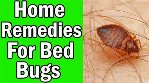 9 Home Remedies For Bed Bugs That Work Fast Youtube