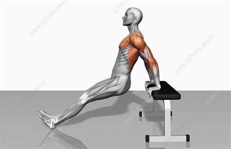 Bench Dips Part 2 Of 2 Stock Image F0023519 Science Photo Library
