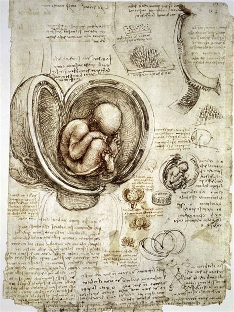 Leonardo Da Vinci Anatomy Drawings Wholesale Dealer Save 43 Jlcatj