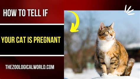 How To Tell If Your Cat Is Pregnant How To Tell If Your Cat Is