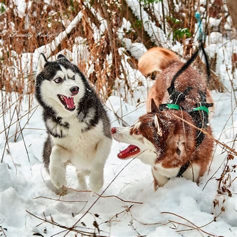 Siberian Husky Fun Playing In The Snow