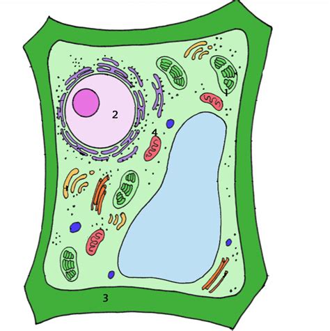 39 Plant Cell Images Without Labels