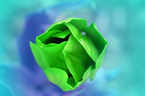 Warna hijau gelap atau midnight green ini terlihat begitu keren. Arti Warna Hijau dan Karakter Kepribadiannya ~ diedit.com