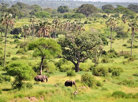 Tarangire National Park Tanzania Safari Destinations Tanzania Tours