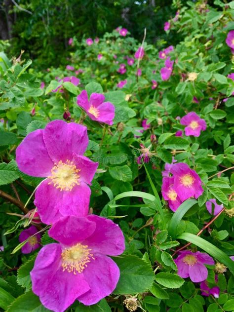 Wild Roses In Bloom In The Summertime In Maine Stock Photo Image Of