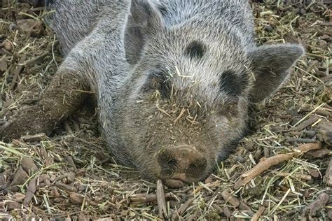 Pig Free Stock Photo Public Domain Pictures