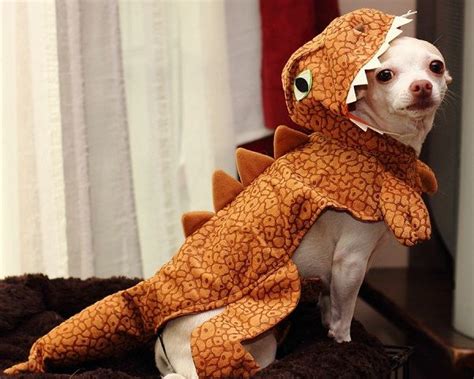 14 Costumes That Prove Chihuahuas Always Win At Halloween Chihuahua