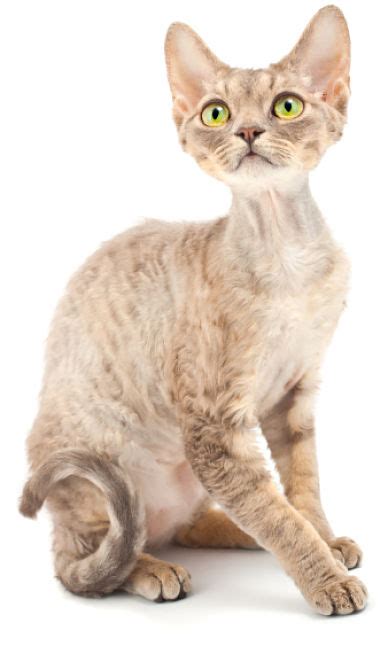 The Devon Rex Cat Cat Breeds Encyclopedia