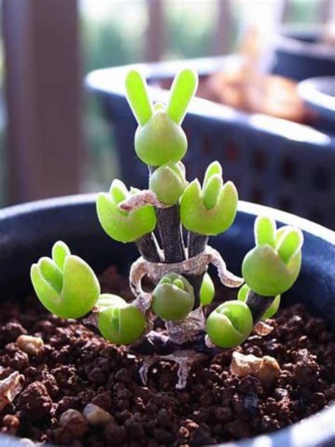 ディクロカウロン属 Dicrocaulon Ramulosum｜多肉植物図鑑 Pukubookプクブック Plants