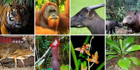 Peta Persebaran Flora Dan Fauna Di Indonesia