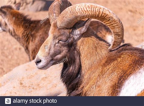 Domestic Sheep In The Afternoon European Mouflon Close Up Basking In