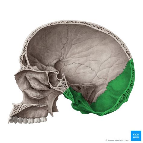 Occipital Bone Os Occipitale Image Yousun Koh Skull Anatomy