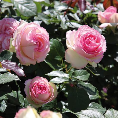 Die Strauchrose Eden Rose 85 Trägt Den Charme Der Englischen Rosen
