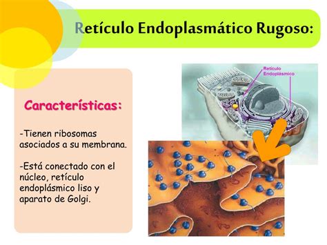 Caracteristicas Y Funcion De Reticulo Endoplasmatico Liso - Tutorial Pics
