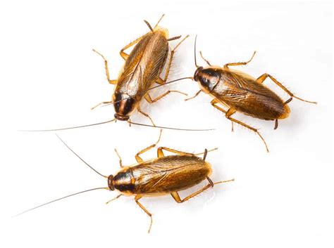 See full list on cockroachfacts.com How to Get Rid of Roaches for Good (FAST & NATURALLY)