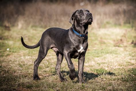 Cane Corso 🐕 Charakter Haltung And Pflege Zooplus