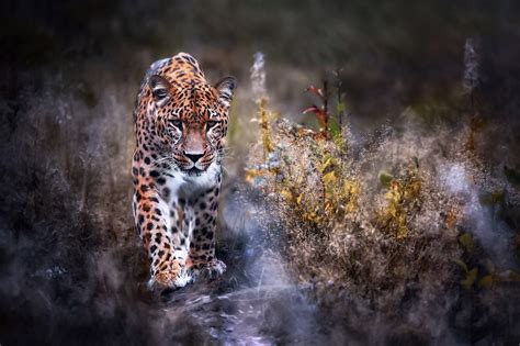 Leopard Big Cat Hd Animals 4k Wallpapers Images Backgrounds Photos