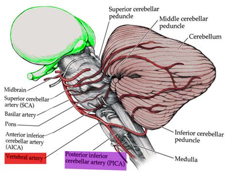 Figure Blood Supply To Medulla Image Courtesy S Bhimji Md