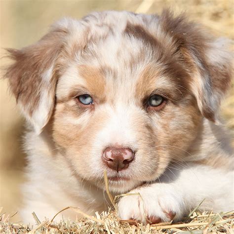 With their beautiful blue sparkling eyes and stunning features these mini australian shepherd babies will snatch your heart without a problem! #1 | Australian Shepherd Puppies For Sale In Columbus OH
