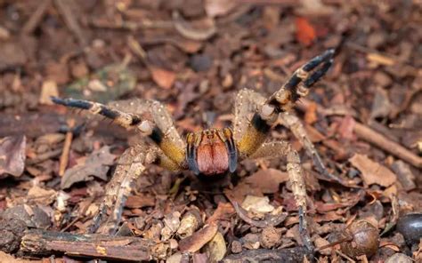 Brazilian Wandering Spider Facts The Spider Blog
