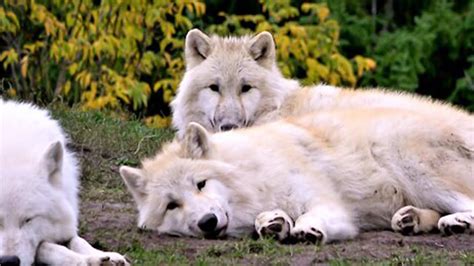 Pack Of Arctic Wolves Settle For A Nap In The Afternoon Youtube