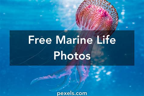 1000 Beautiful Marine Life Photos · Pexels · Free Stock Photos