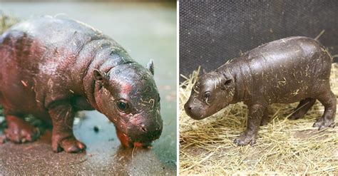 Edinburgh Zoo Welcomes Endangered Pygmy Hippo Calf Photos