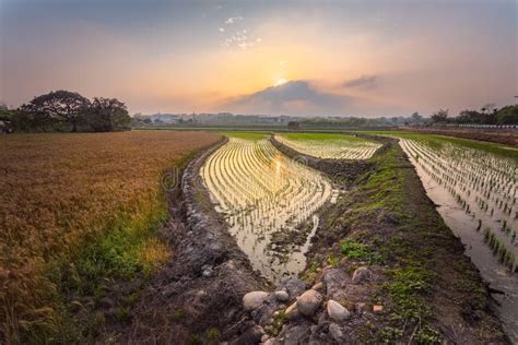 5706 Taiwan Agriculture Photos Free And Royalty Free Stock Photos From