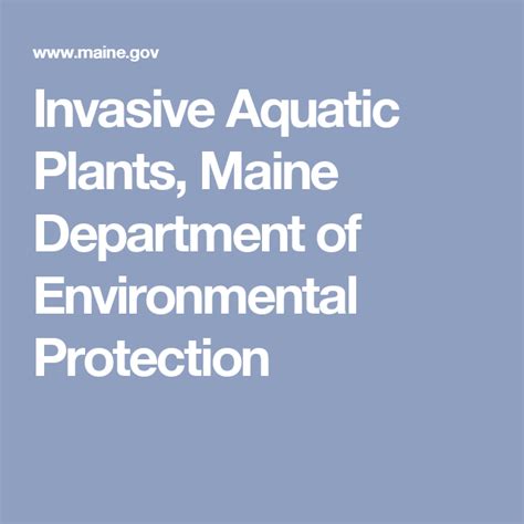 Invasive Aquatic Plants Maine Department Of Environmental Protection