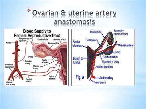 Ovarian And Endometrial Cancer