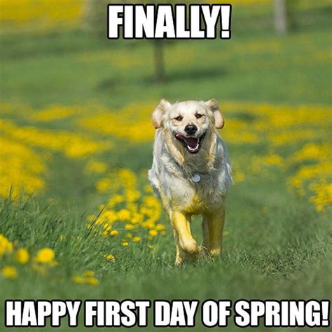 23 Warm And Fuzzy Spring Meme Collection Spring