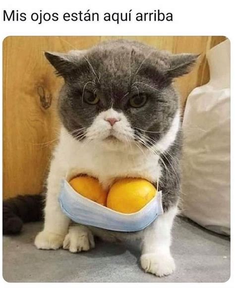 𝐌𝐈𝐒𝐇𝐈𝐒 𝐋𝐋𝐎𝐑𝐀𝐍𝐃𝐎 Memes De Animales Divertidos Mascotas Memes Meme Gato
