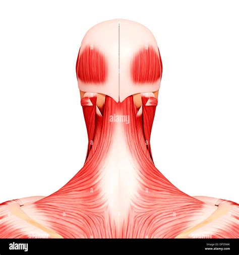 Human Musculature Artwork Stock Photo Alamy