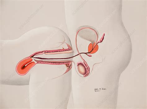 Rear Entry Intercourse Position Anatomy Stock Image C0305912 Science Photo Library